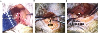 Sensory innervation of the lumbar 5/6 intervertebral disk in mice